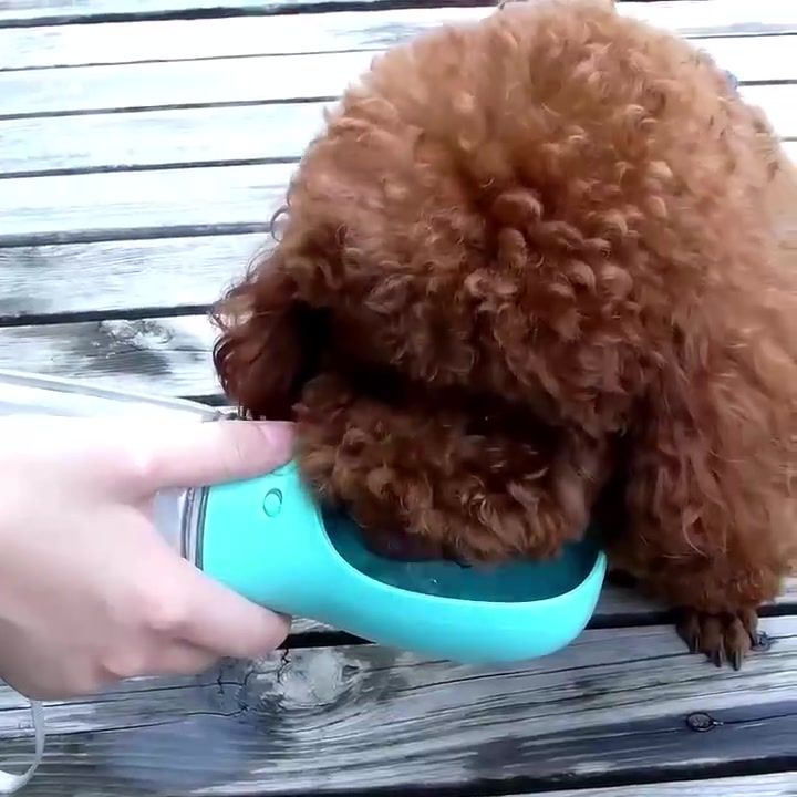 Bouteilles d'eau pour animaux de compagnie, gamelles, articles de voyage, fournitures pour chiots, carlins, chihuahuas, par PawParty Store_voghion.com