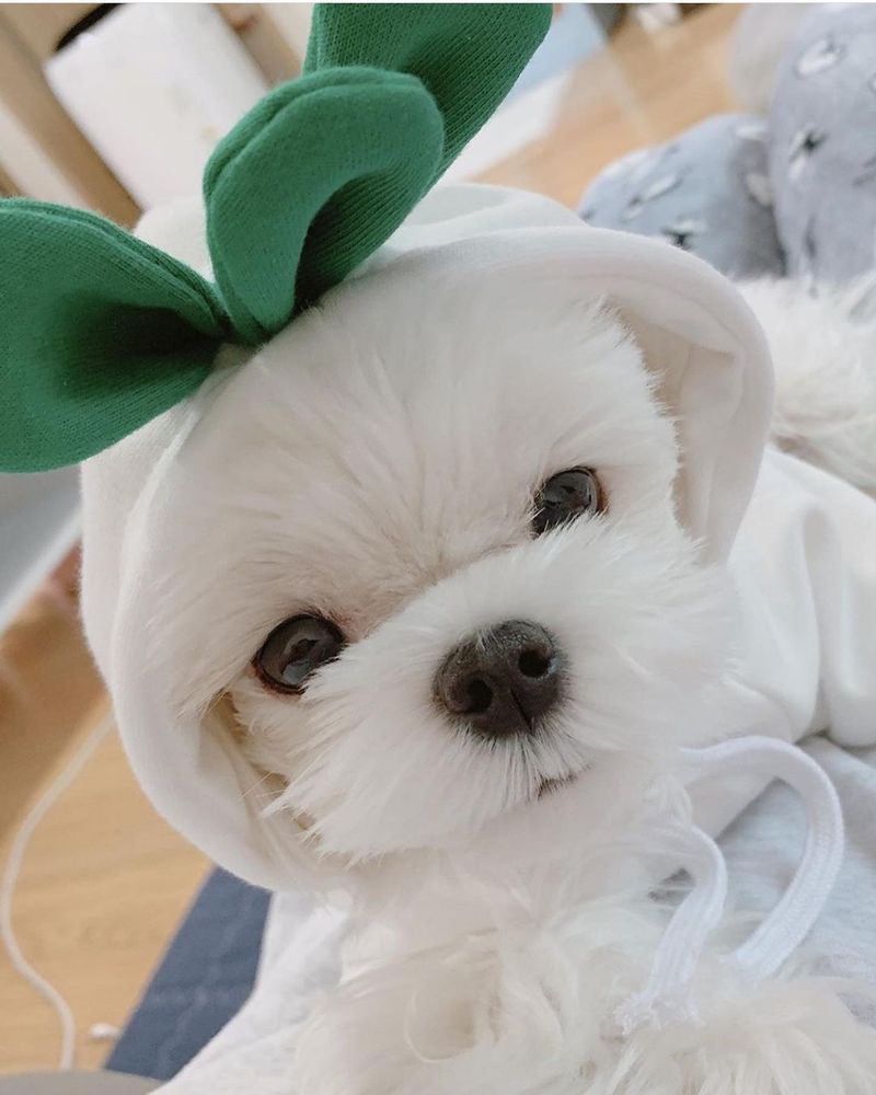 Trasformazione della frutta cane gatto cane di piccola e media taglia autunno e inverno gilet pile abbigliamento forniture pet Teddy metodo secchio produttori_voghion.com