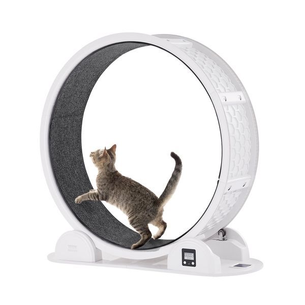VEVOR Cat Exercise Wheel With Pedometer 40.8' Cat Treadmill For Pet Health White_voghion.com