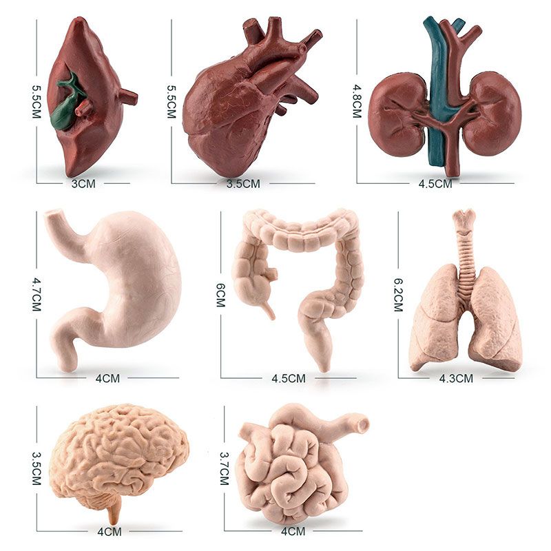 Simulare corp uman trunchi model biologie creier inimă ficat stomac rinichi instrumente de predare învățare jucării educaționale pentru copii_voghion.com