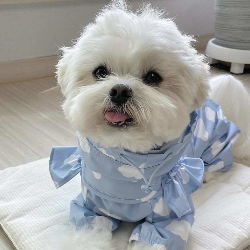 Capa de chuva impermeável com cobertura total para cães coreanos, poncho de chuva para cães pequenos e médios, pelúcia com capuz de quatro patas, bichon pet_voghion.com