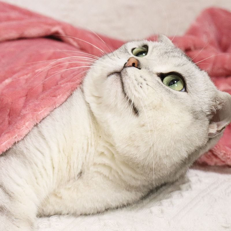 Weizenohr kleine Haustier Katze Nest Matte Hund Wärme Abdeckung Korallen Samt verdickte Decke_voghion.com