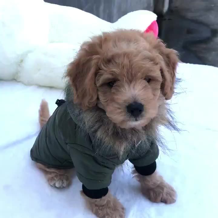 Pet Clothing Witch Coat Jackets Small Dogs Soft Down Coats For Cats And Puppies On Cold Days By PawParty Store_voghion.com