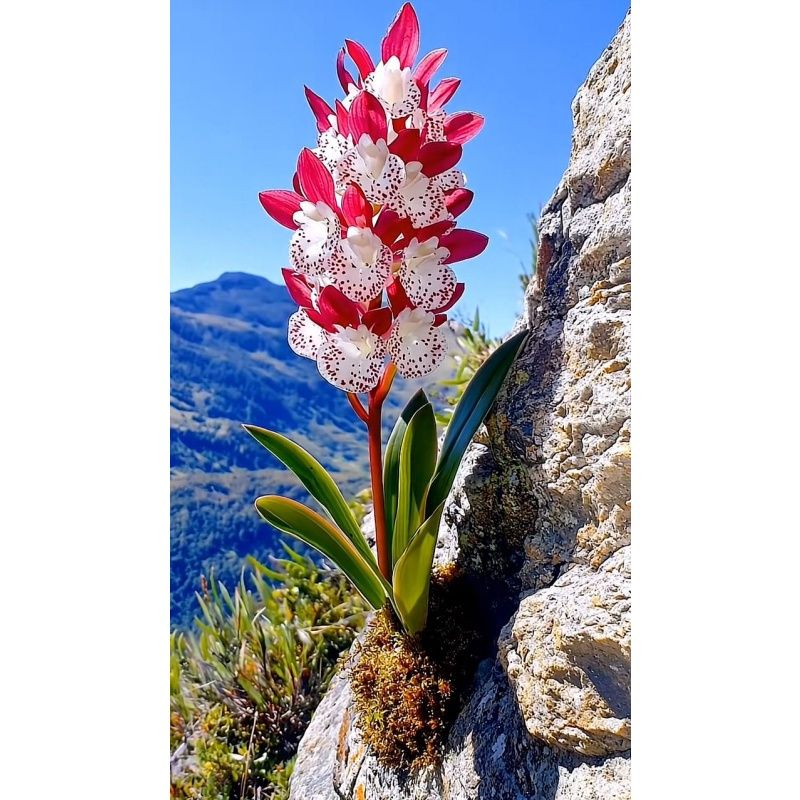 50 Pcs Orchid Seeds Continuous Flowering Special Cold Resistant And Heat-resistant Indoor & Outdoor Plants Home Garden Bonsai_voghion.com