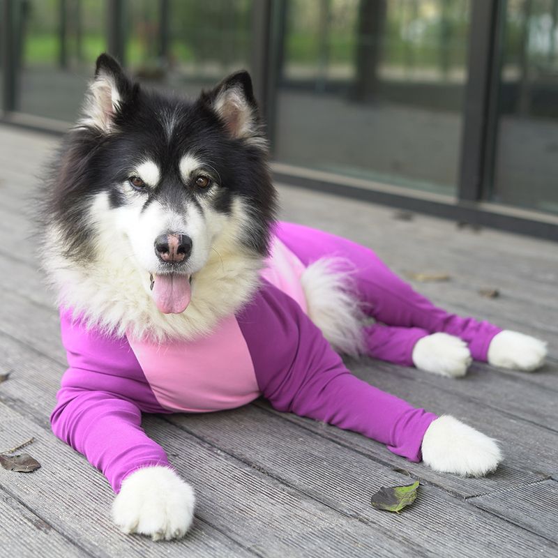 It Autumn Winter Anti-Shedding Large Dog Elbow Protection Full Coverage Pet Four-Legged Golden Retriever Labrador_voghion.com