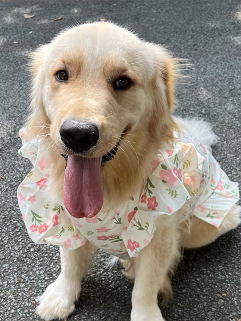 Haustier Hund Weste Sommer Dünne Stil Golden Retriever Labrador Samojede Border Collie Medium Große Hunde Nette Kleidung_voghion.com