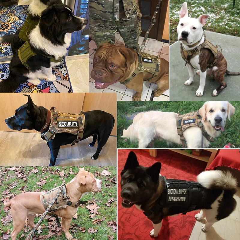 Taktiska selar Husdjursträningsväst Hundsele och koppelset för små medelstora hundar Promenad Jakt Gratis frakt_voghion.com