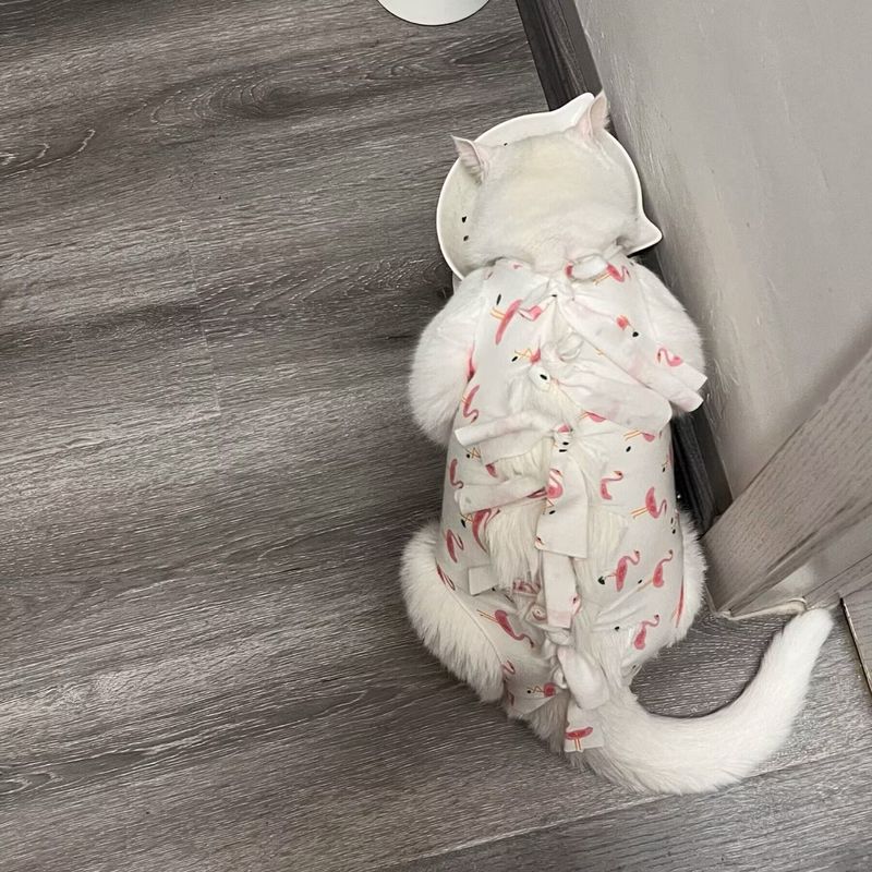 Combinaison d'allaitement respirante en coton pour animaux de compagnie, accessoire de stérilisation pour chat_voghion.com