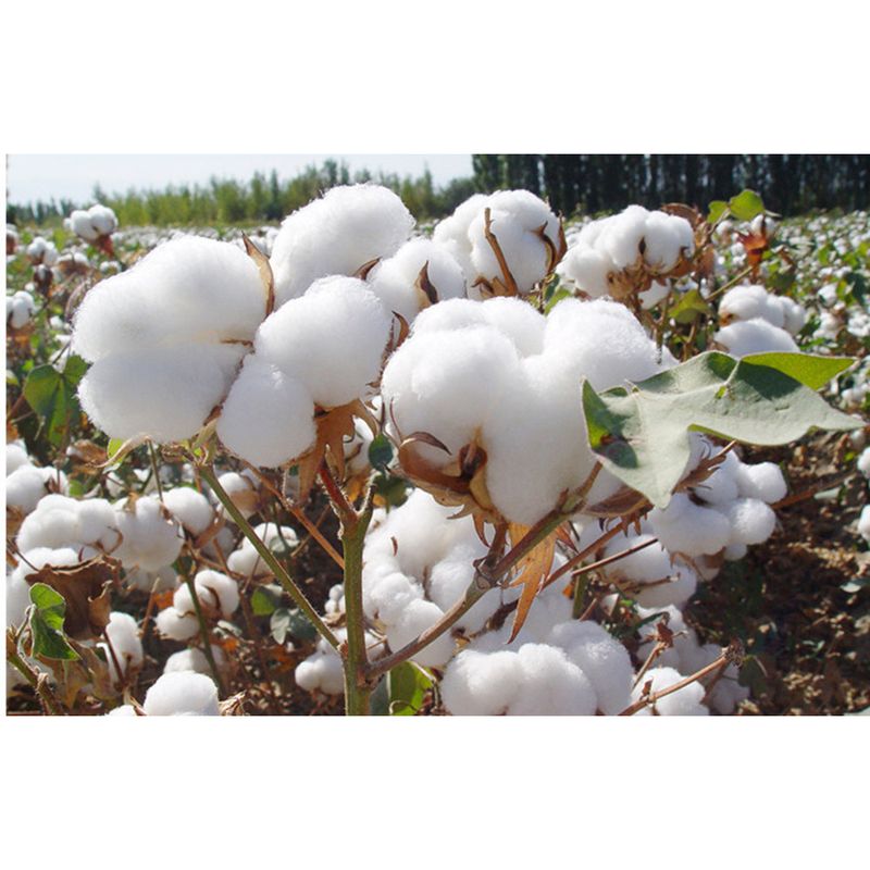 Shorts cargo masculinos de verão, estilo coreano, simples, leve e luxuoso, soltos e elásticos, 17351_voghion.com