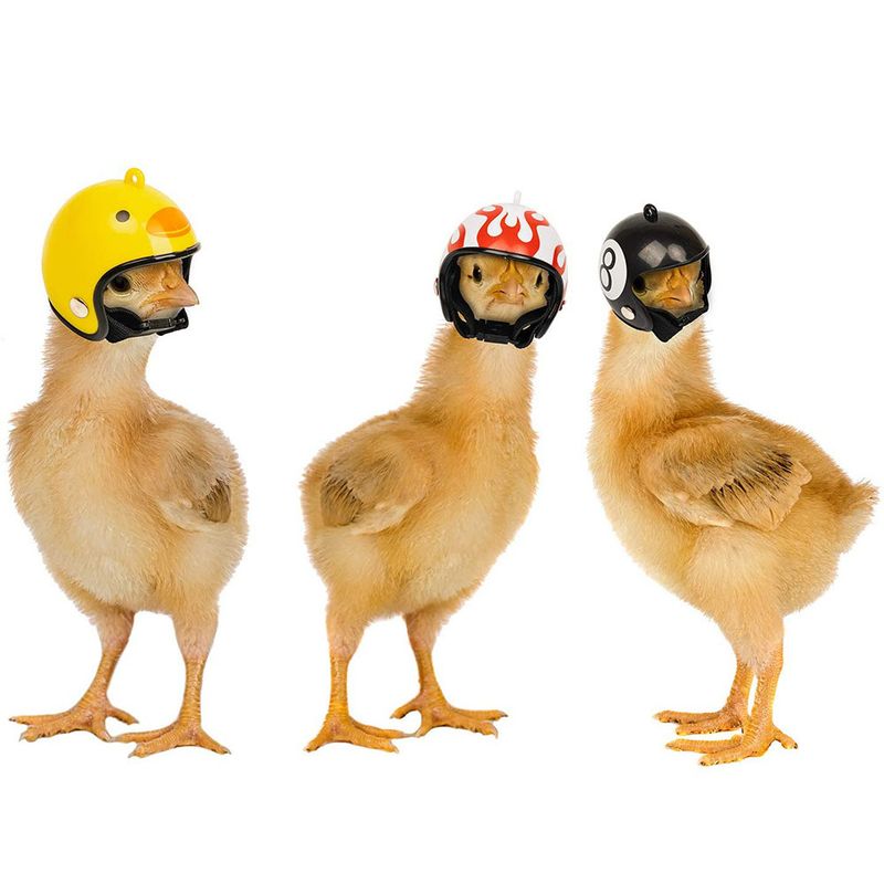 Pet Supplies Protection Chicken Helmet Chick Hen Hat Bird Hat Headgear_voghion.com