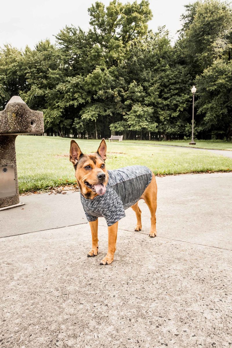Pet Life Active 'Warf Speed' Heathered Ultra-Stretch Sporty Performance Dog T-Shirt_voghion.com
