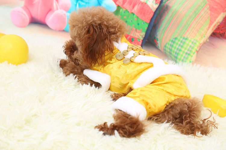 Vêtements pour chiens de compagnie Explosions Pet Tang Suit Rich Flower Tang Suit quatre pieds plus des vêtements pour chiens rembourrés en velours_voghion.com