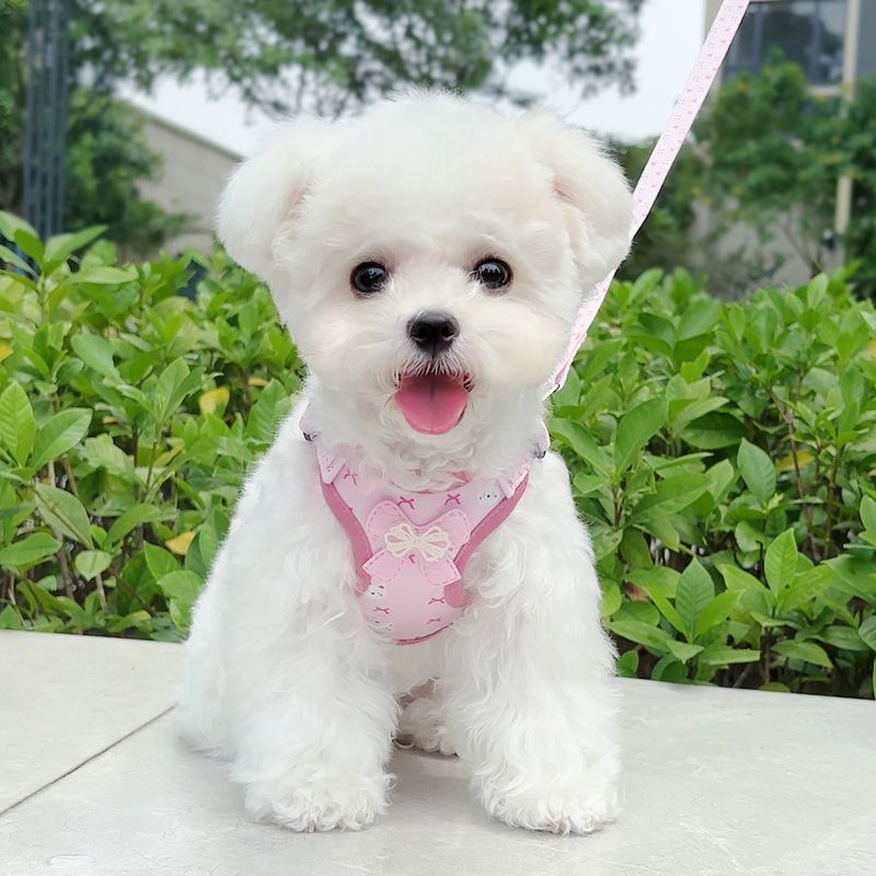 Guinzaglio di peluche per gatti, aspetto elegante, anti-fuga, pettorina per cani di piccola taglia_voghion.com