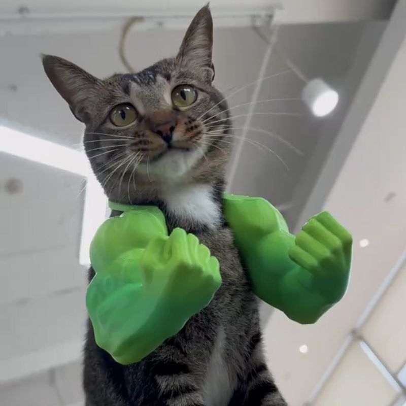 Jouet à mâcher en forme de bras de chat – Modèle à mordre en plastique durable pour adolescents et adultes, présentoir statique de collection (vert/blanc/peau)_voghion.com