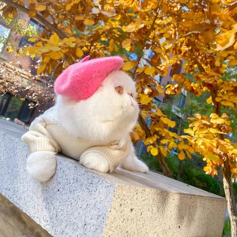 Mehrfarbige Mode Haustier Baskenmütze Spaß Vielseitig Puppe Kopfbedeckung Maler Katze Gentleman Hut_voghion.com