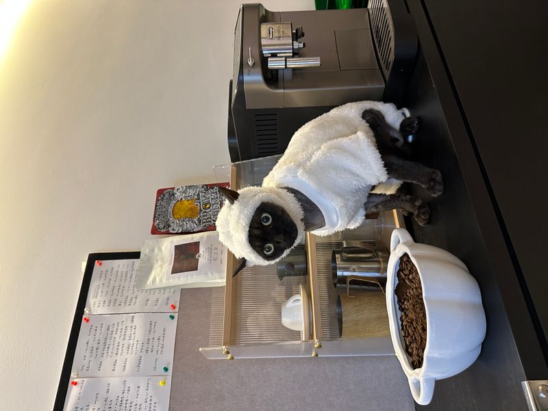 Hairless Cat Clothes Autumn And Winter Thickened Polar Fleece Warm Four-legged Sphinx Devon Cat Lamb Double-sided Fleece Cotton_voghion.com