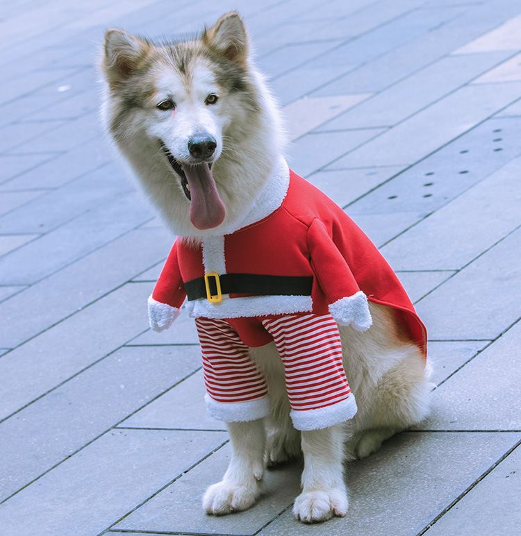 Weihnachten Große hund Katze Santa Claus kleidung hund heimtierbedarf pelzigen lustige zwei füße goldene haar transformation_voghion.com