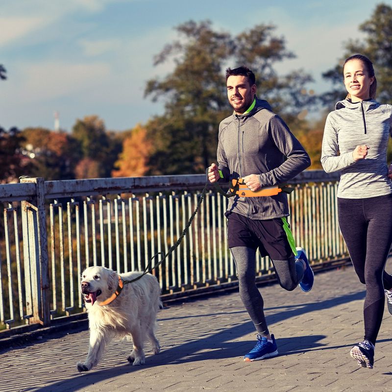 Buitensporten Huisdier Heuptas Lijn Reflecterend Elastisch Anti-botsing Hardlopen Comfortabel Zacht Sterk Touw_voghion.com