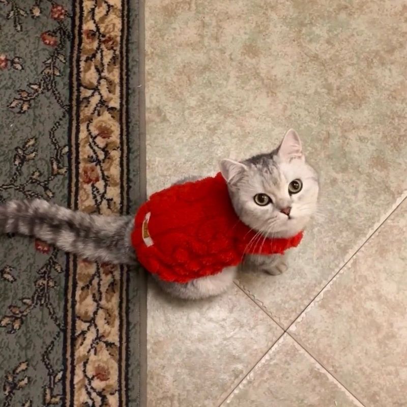 Weiche Fleece-Hundekleidung für kleine Hunde und Katzen, Pullover, Herbst und Winter, warme Welpenweste, Bekleidung, französische Bulldogge, Yorkshire, Haustierkostüm_voghion.com