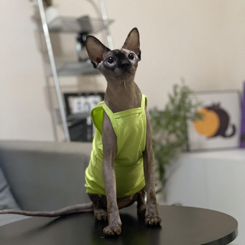 Hairless Summer Strap Thin Breathable Air-conditioned Room Multi-color Short-legged German Sphynx Cat Clothes Niliu_voghion.com