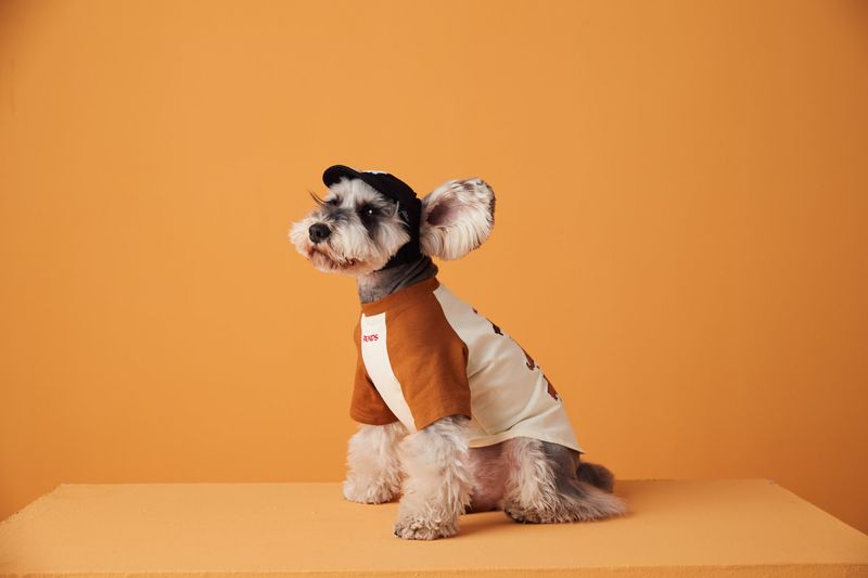 Puppy Clothes Summer Thin Color-Block Embroidered Maltese Yorkshire Terrier Teddy Schnauzer Pomeranian Short Sleeve_voghion.com