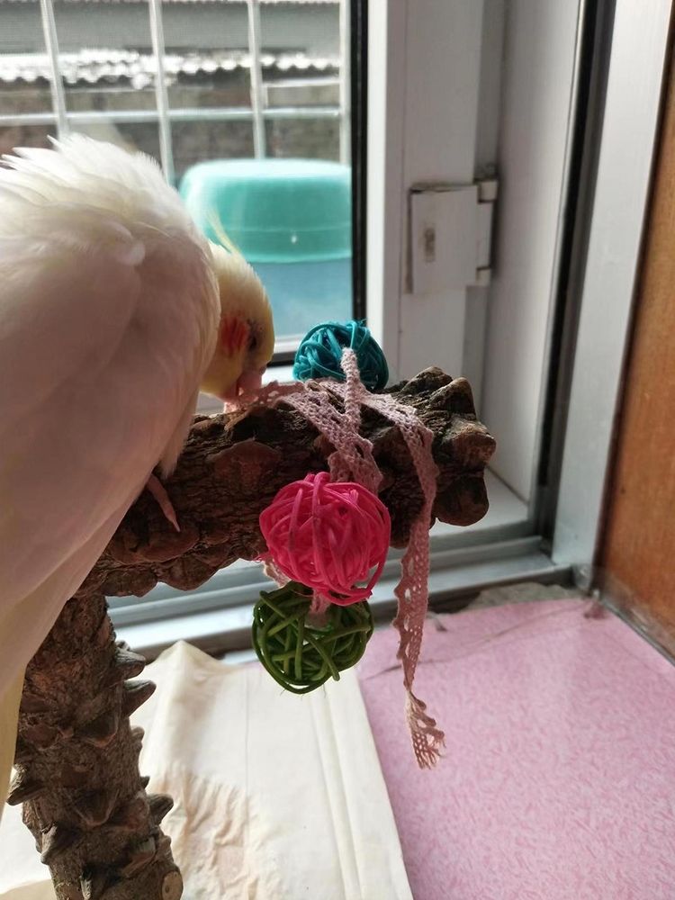 Parrot Relieves Boredom, Self-exciting, Mouth Grinding Toy, Natural Rattan Ball, Training, Chewing, Educational Toy, Grass Ball_voghion.com