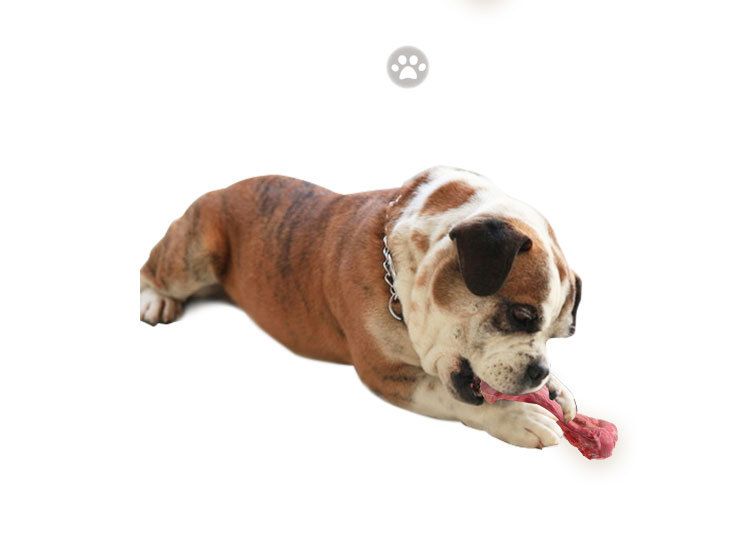 Pet Rubber Realistic Big Bone Teeth Grinding Durable Chew Dog Toy_voghion.com