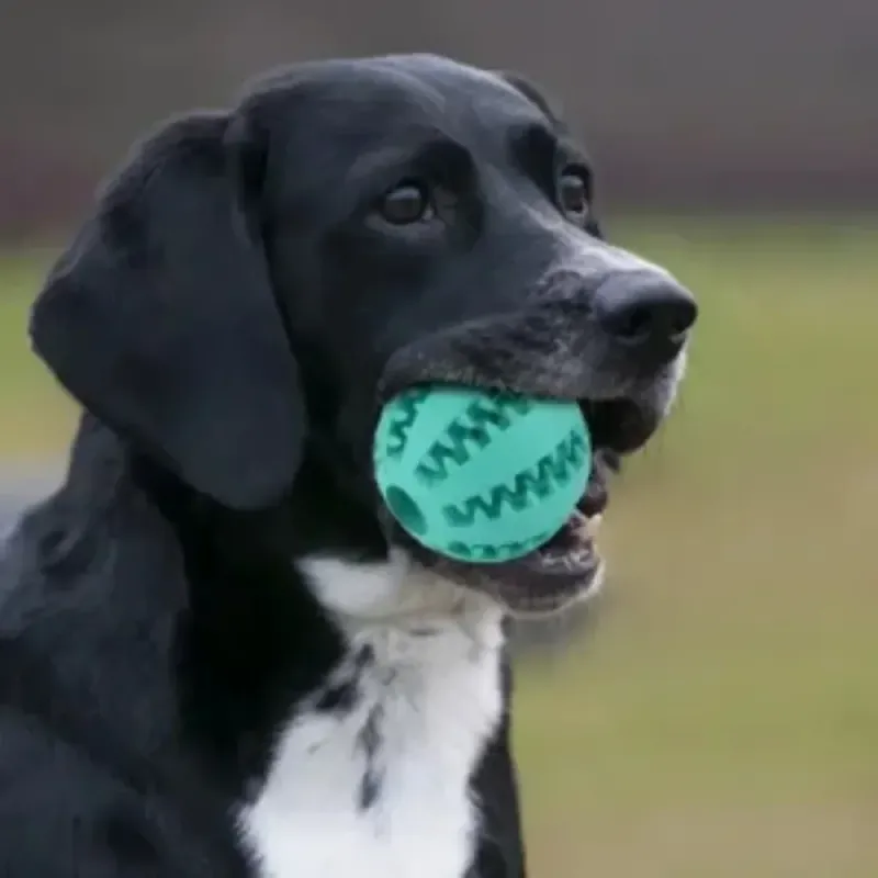 Hundespielzeug für Haustiere (7/6/5 cm) lindert Langeweile, Zähneknirschen, auslaufender Futterball, beißfest, verstecktes Futter, Wassermelonenball, kann durch Beißen nicht kaputt gehen_voghion.com
