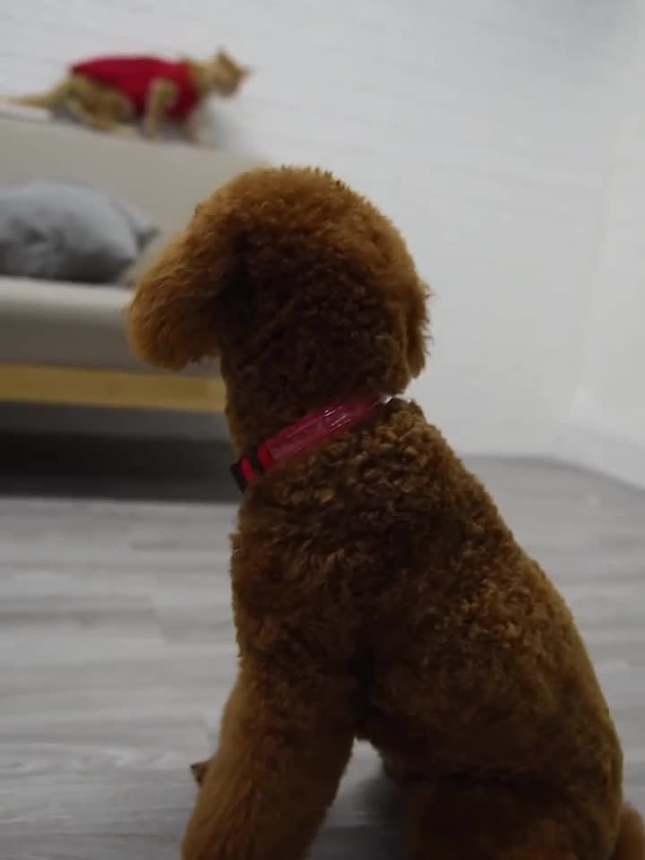 con ID inciso, targhetta luminosa e personalizzata, collare per cani in nylon personalizzato, luce LED USB, collare di sicurezza notturno Perro di PawParty Store_voghion.com