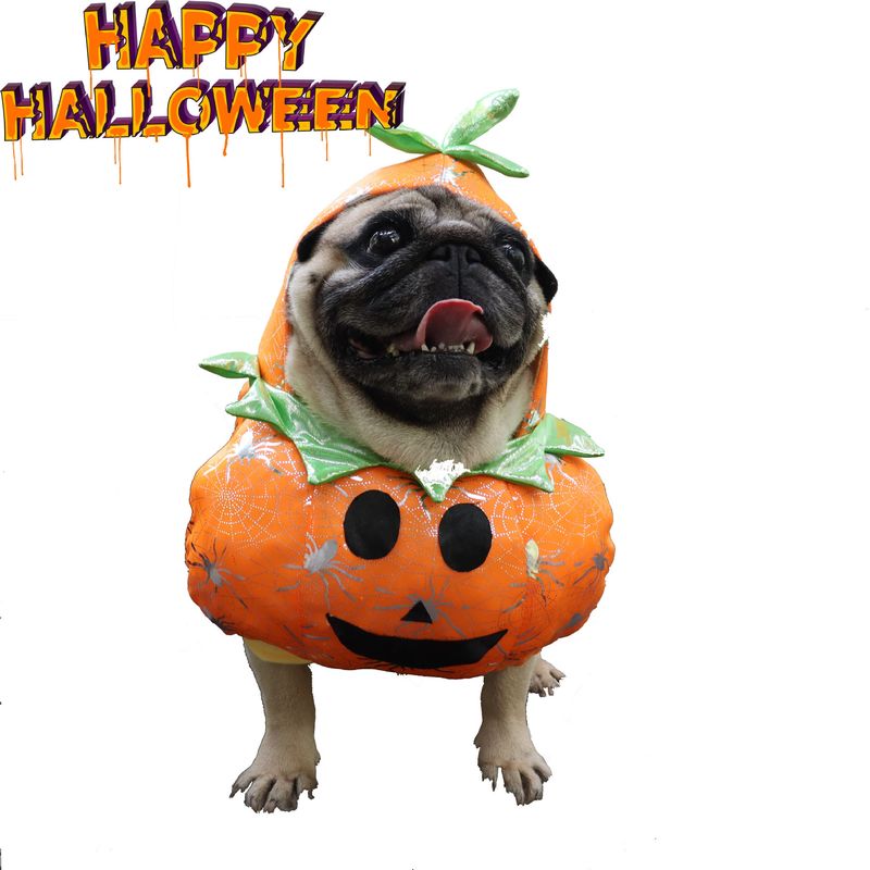 New Halloween Pumpkin Dog Cat Funny Transformation Standing Costume_voghion.com