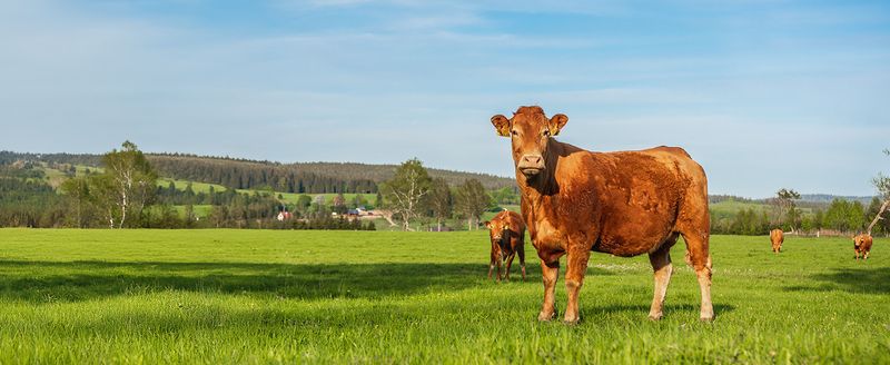 ieGeek 4G 2K HD LTE Drahtlose Solarüberwachungskamera Für Den Außenbereich, SIM-Karte Ohne WLAN, Nachtsicht, KI-Analysesystem/Wolke_voghion.com