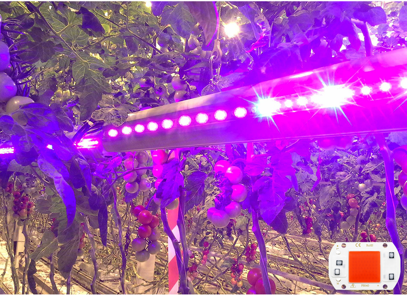 COB-Chip-LED-Wachstumslicht, Phyto-Lampe, AC 220 V, 110 V, 50 W, 30 W, 20 W, volles Spektrum, kein Treiber für das Wachstum von Blumensämlingspflanzen erforderlich_voghion.com