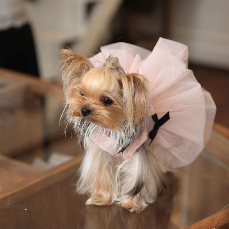 Abbigliamento per animali domestici, gilet estivo traspirante con fiocco, bocciolo di fiore, abito da sposa, principessa, Yorkshire Terrier, cani di piccola e media taglia_voghion.com