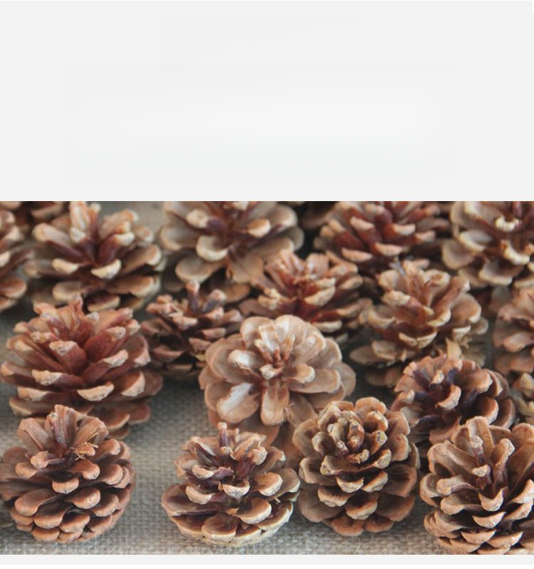 Decoration Pine Cone Acorn Flower Handmade DIY Forest Kindergarten Environmental Creation Dried Branches Wild Creative_voghion.com
