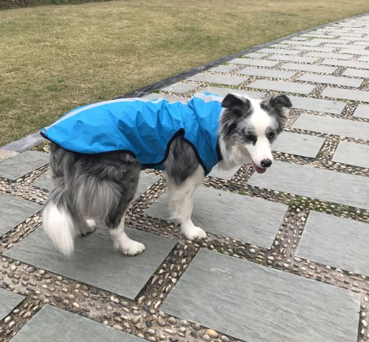 New Raincoat Spring And Summer Pet Waterproof Vest Outdoor Dog Clothes_voghion.com