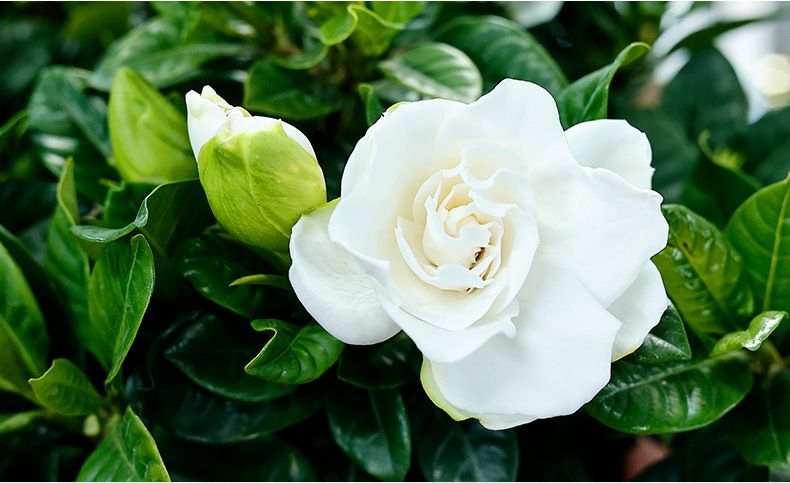 2024. aasta uus parfüüm Versailles Garden naistele. Värske ja magus lilleline aroom._voghion.com