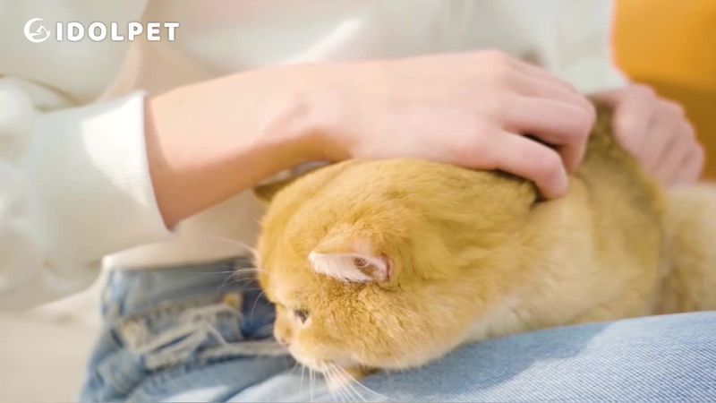 Handschuh für Katzen und Hunde, Fellbürste, Tierhaarentfernung zum Reinigen, Fellpflegehandschuh von PawParty Store_voghion.com