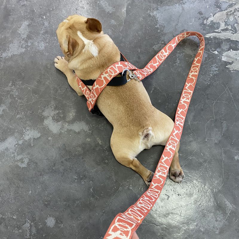 Hundeleine für kleine und mittelgroße Hunde Teddy Weste Kragen Harness Puppy Walking Kette_voghion.com