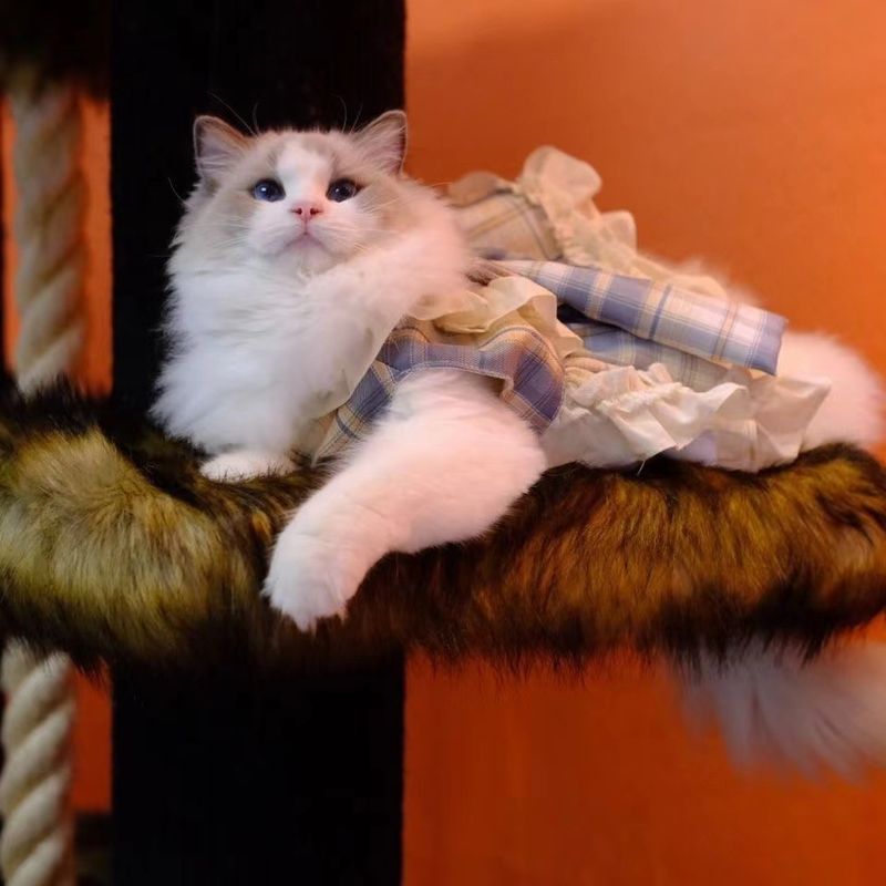 Haustier Hund Kleidung Lolita Prinzessin Katze Bichon Teddy Kleid_voghion.com