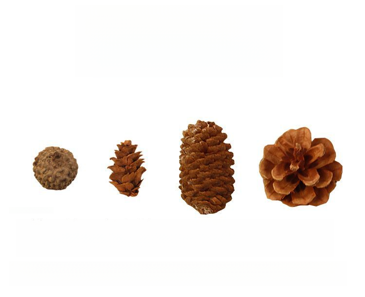 Decoration Pine Cone Acorn Flower Handmade DIY Forest Kindergarten Environmental Creation Dried Branches Wild Creative_voghion.com