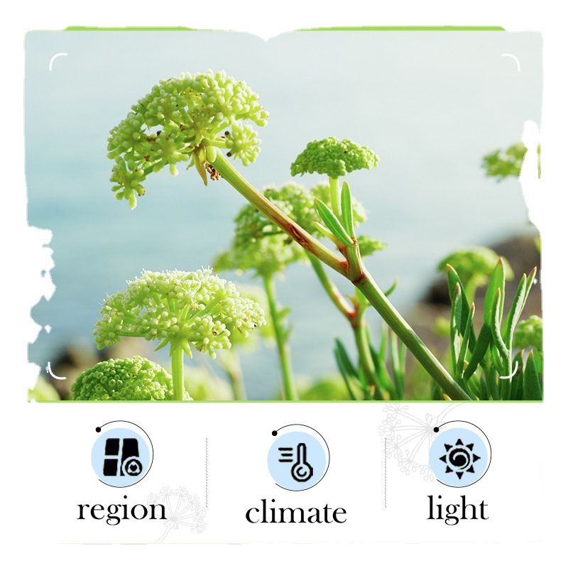 BIOAOUA Sea Anise Hyaluronic Acid Anti Wrinkle Deep Cleansing, Refreshing, and Cleansing Facial Cleanser_voghion.com