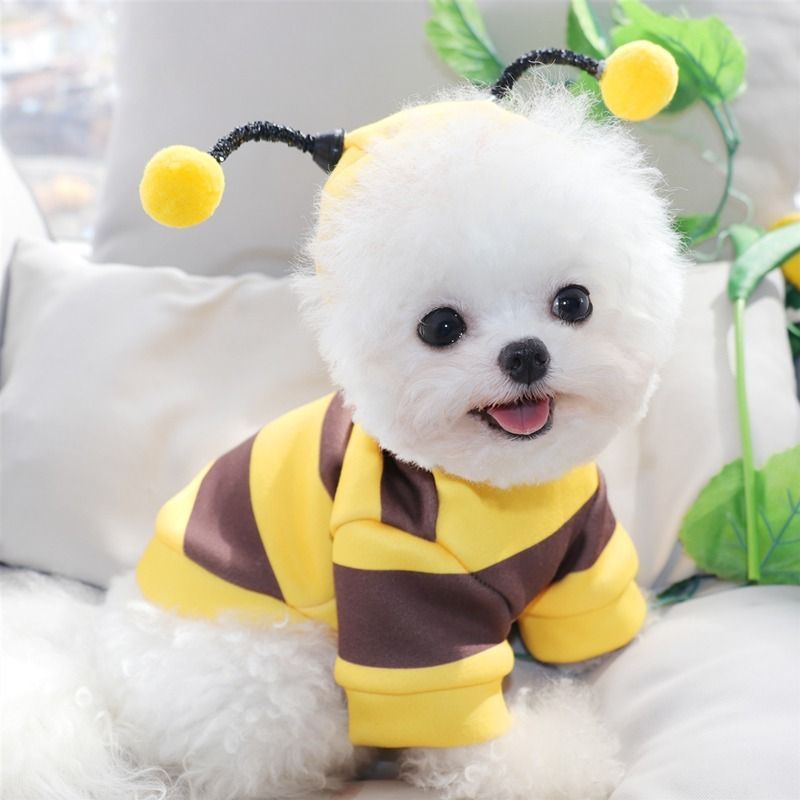 Cat Autumn Winter Warm Schnauzer Teddy Small Dog Pet Clothes Bee Transformation Outfit_voghion.com