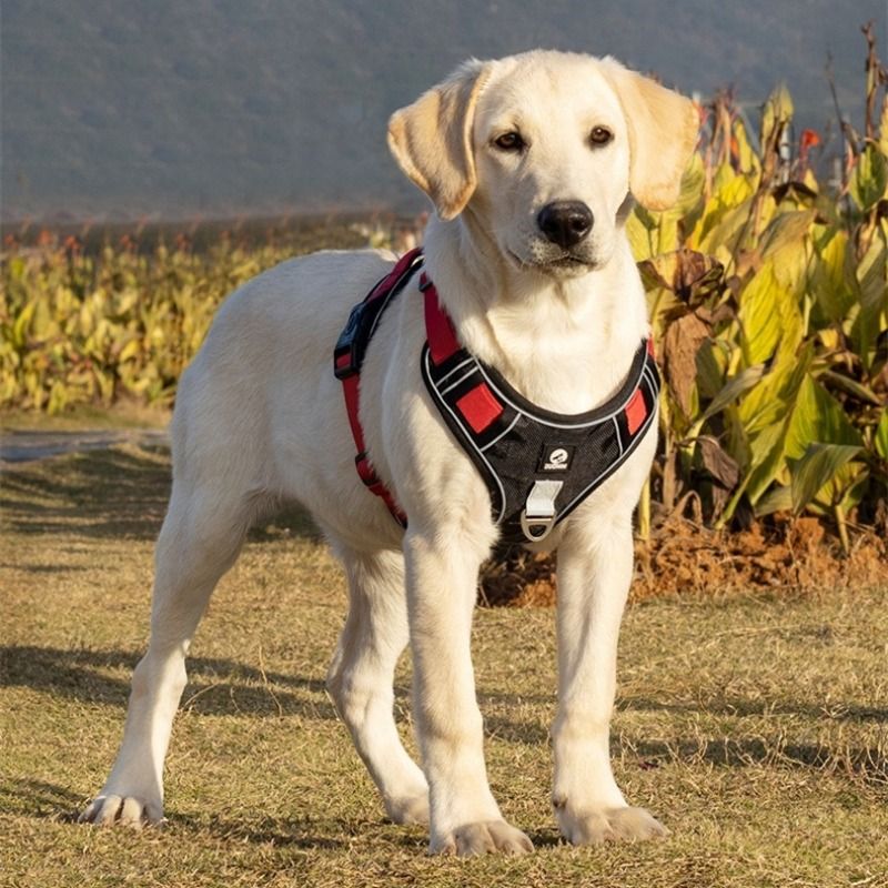 Pet Chest Harness Vest Style Large Dogs Explosion Proof Flushing Traction Rope Dog Outdoors Go Out Play Traction Rope_voghion.com