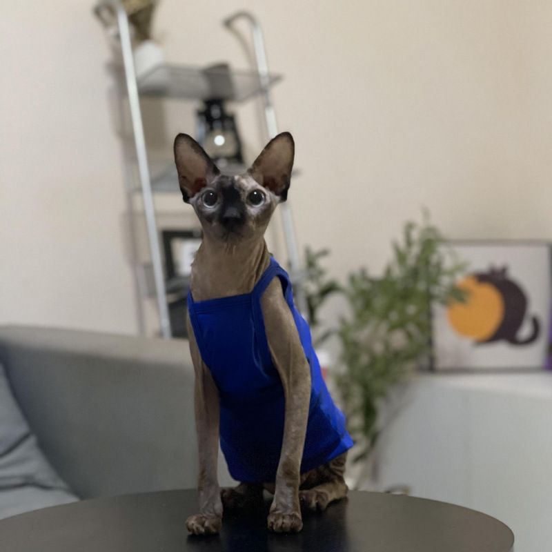 Hairless Summer Strap Thin Breathable Air-conditioned Room Multi-color Short-legged German Sphynx Cat Clothes Niliu_voghion.com