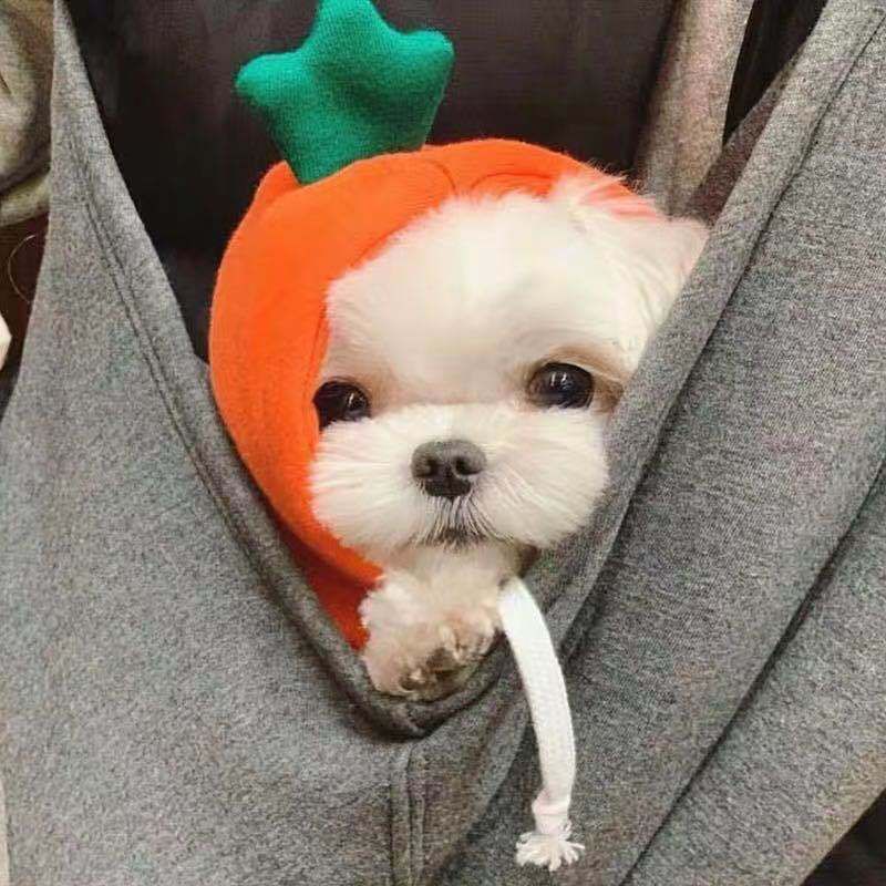 Trasformazione della frutta cane gatto cane di piccola e media taglia autunno e inverno gilet pile abbigliamento forniture pet Teddy metodo secchio produttori_voghion.com